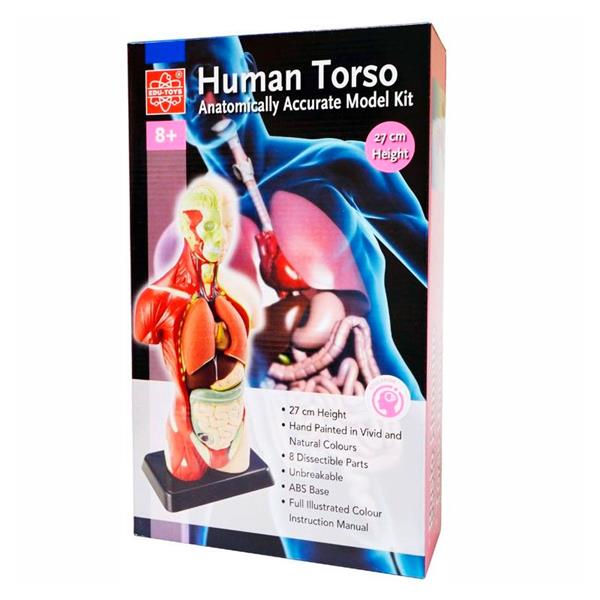 Анатомічна модель людини Edu-Toys збірна 27 см